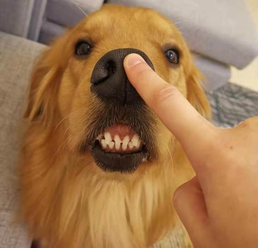 金毛暖男,大金毛暖男