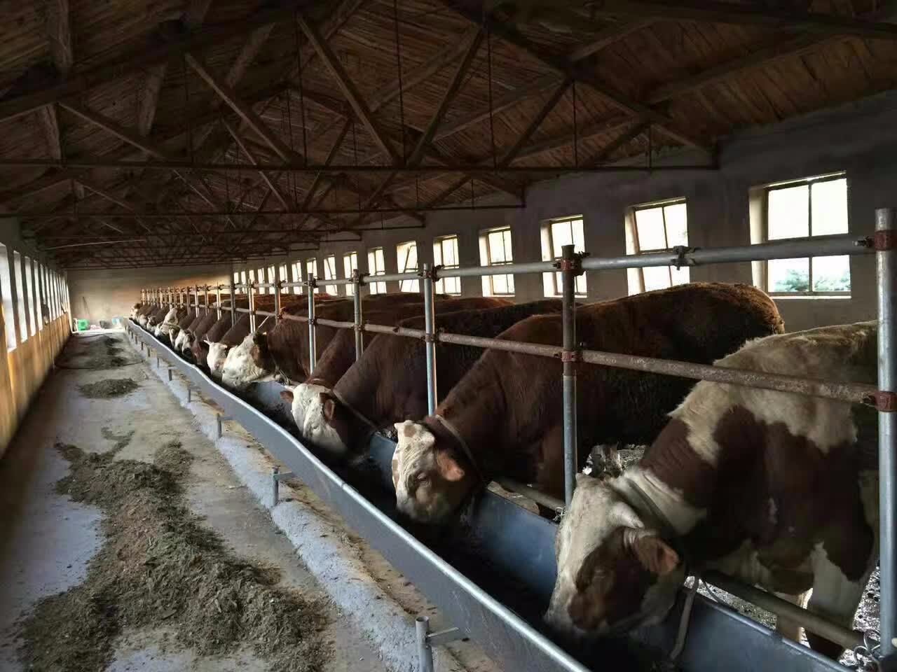 红薯藤喂牛发生胀气怎么办,红薯藤喂羊害处怎么解决