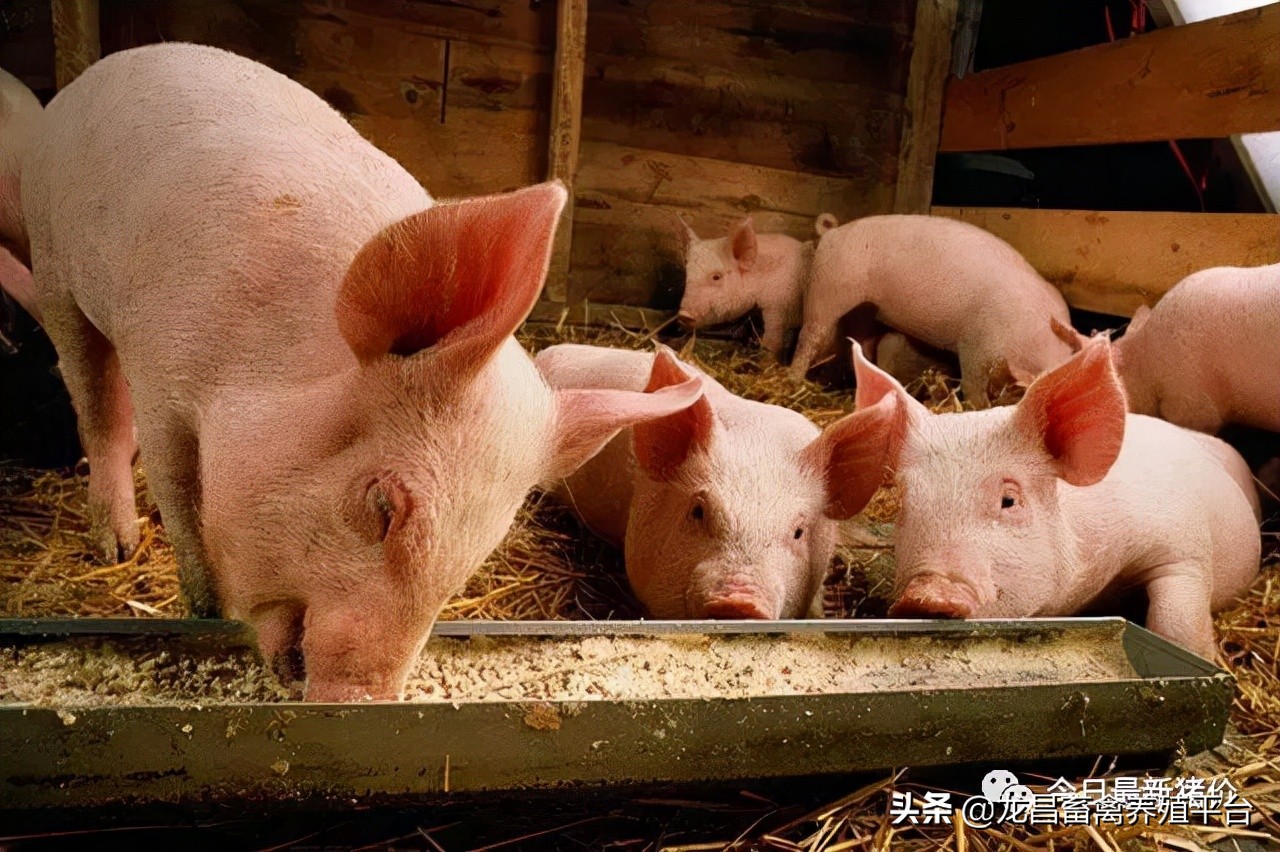 养猪场的小猪不吃食怎么办,养猪户小猪拉稀