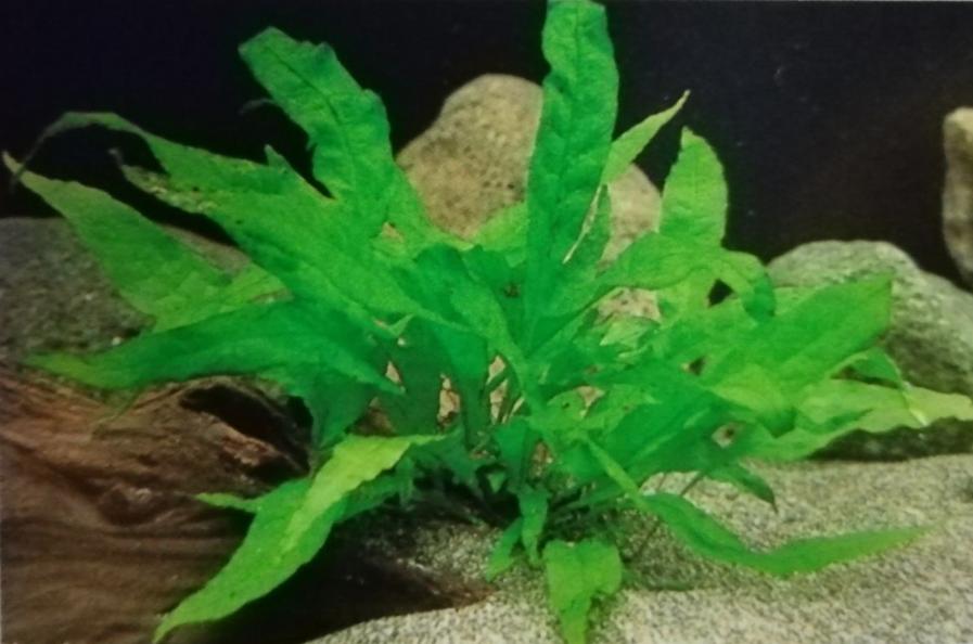 金鱼缸适合养什么水草图片,金鱼缸里养什么样的水草好