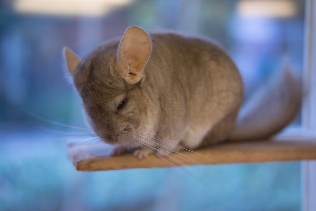 好养又可爱的宠物鼠,什么样的宠物鼠最可爱