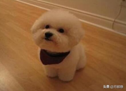 比熊犬多少钱一只小体,比熊多少钱一只正常价格表