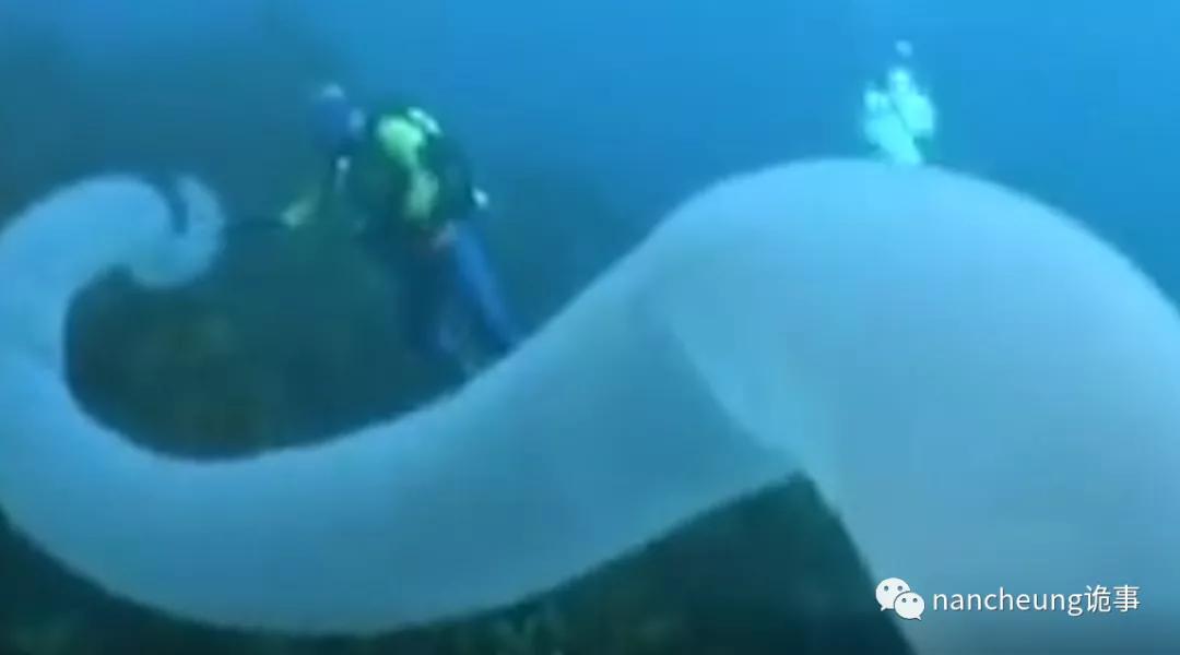 深海迷航第49天神秘生物,深海海底神秘的10种生物