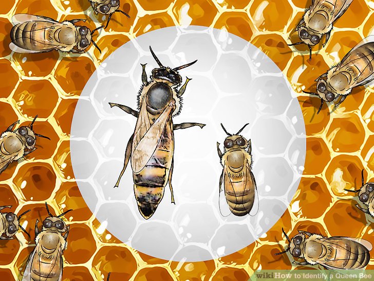 土养蜜蜂换王怎样方便找到蜂王,蜜蜂二十多只带一个蜂王怎么养殖