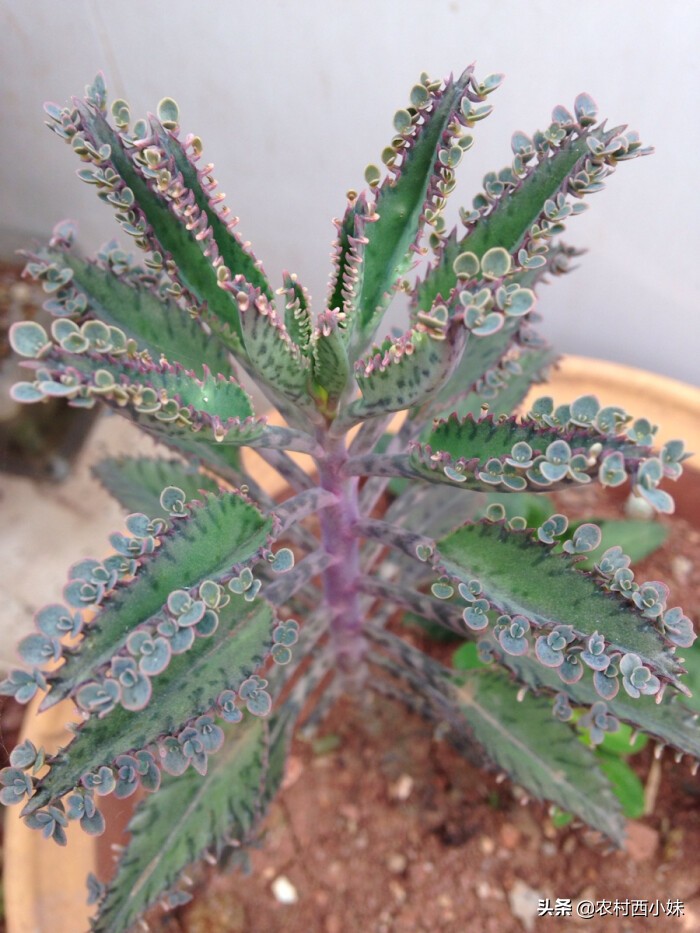 不死鸟多肉怎么种植,不死鸟多肉怎么种