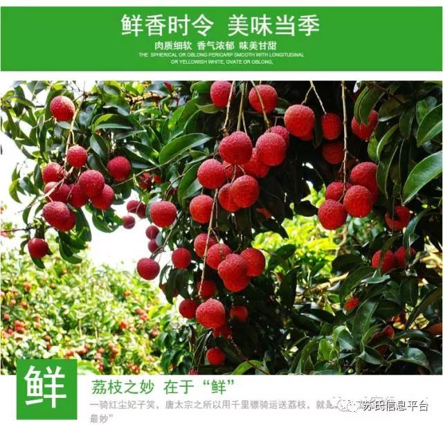 「苏商名片」茂名苏氏土特产有限公司「新品上市…快」