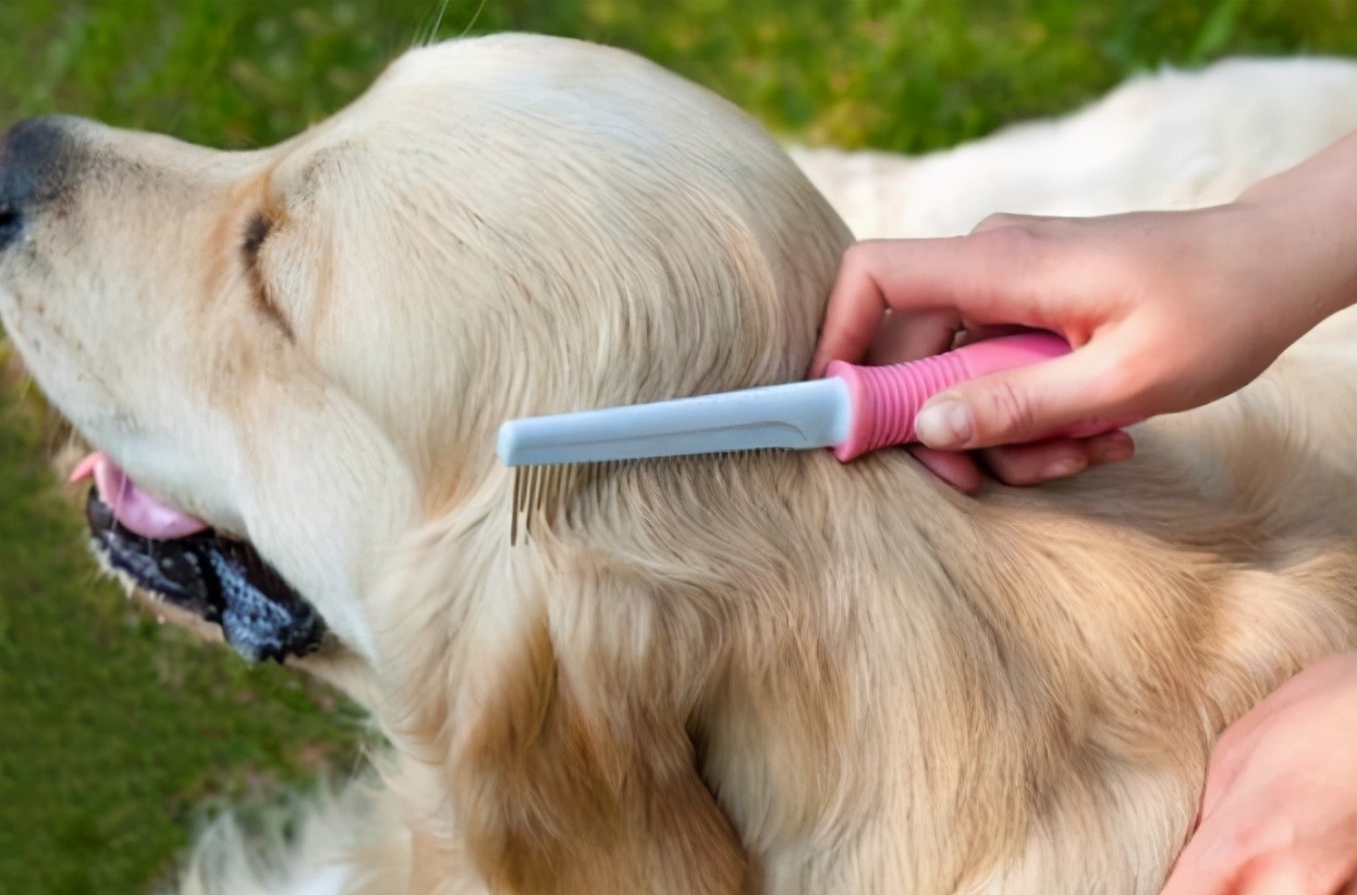 狗狗一块皮肤发红掉毛怎么治疗,狗狗剃毛后皮肤发黑掉毛抹什么药