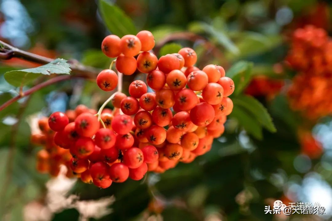 徕卡q3与徕卡m11-p哪个比较好,徕卡相机q与q-p有什么区别