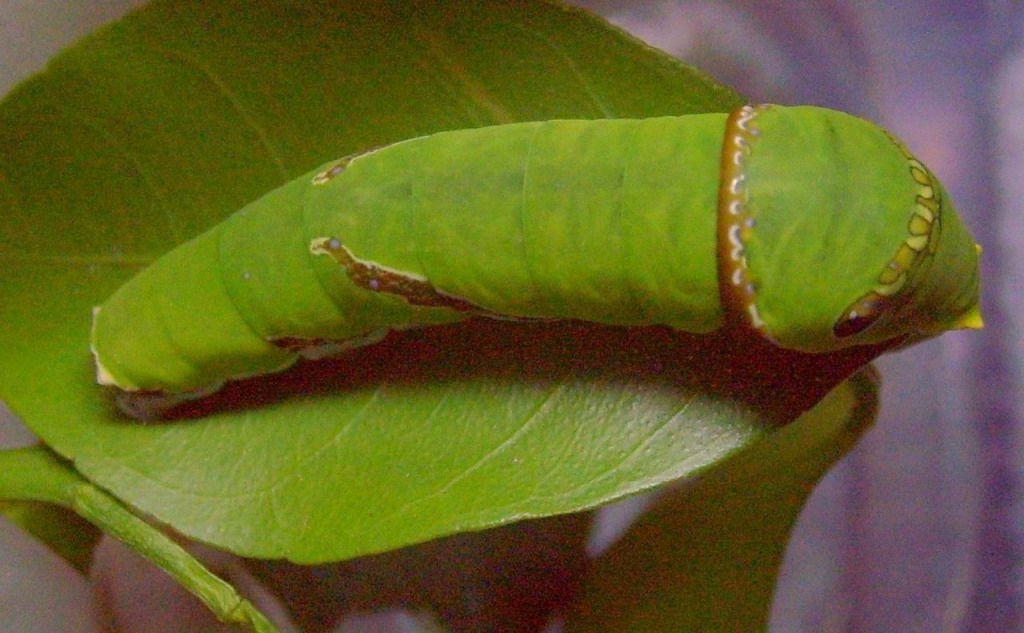 柚子树日记300字,柚子树的观察日记700字以上
