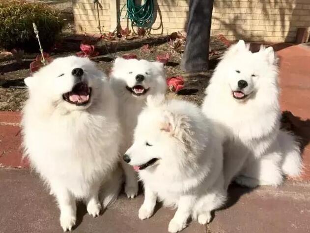 萨摩耶吃哪种牌子的狗粮最适合,萨摩耶鲜食狗粮怎么选