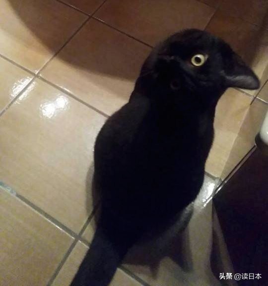 沙雕手办日本小哥,日本沙雕手办小哥