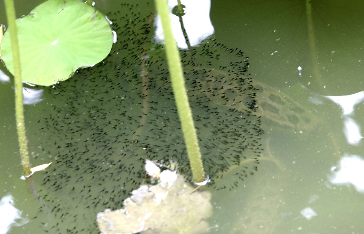 黑鱼有多危险,黑鱼为什么会保护自己的孩子