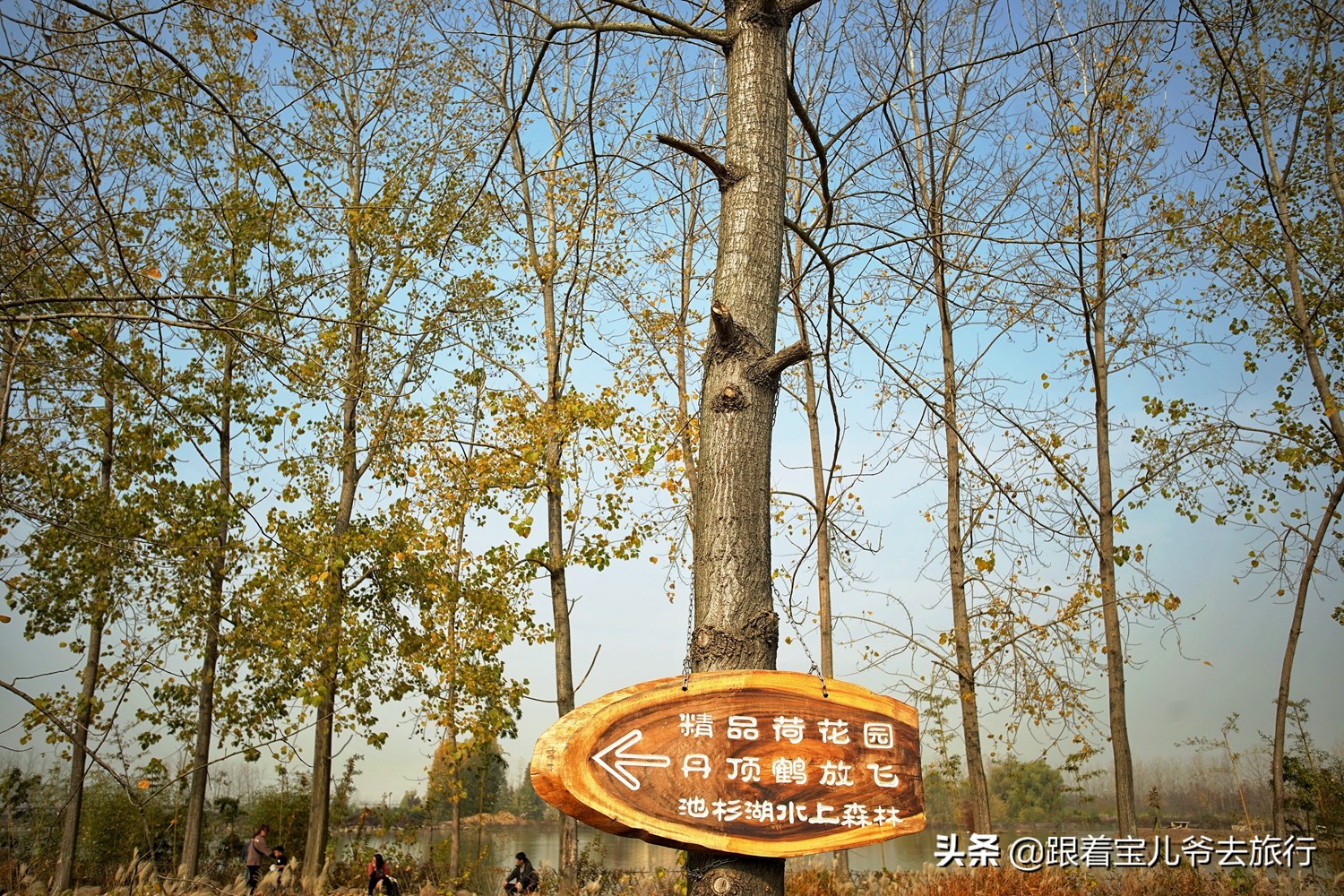 南京燕雀湖水杉林,南京秋天水杉林