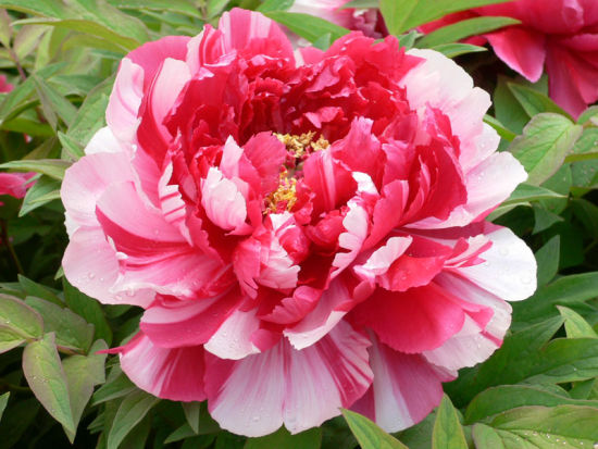 牡丹，熟悉而陌生——“花王”的前世今生，带你重新认识牡丹