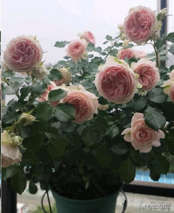 月季盲芽和不是盲芽的对比图,月季好多盲芽是怎么造成的