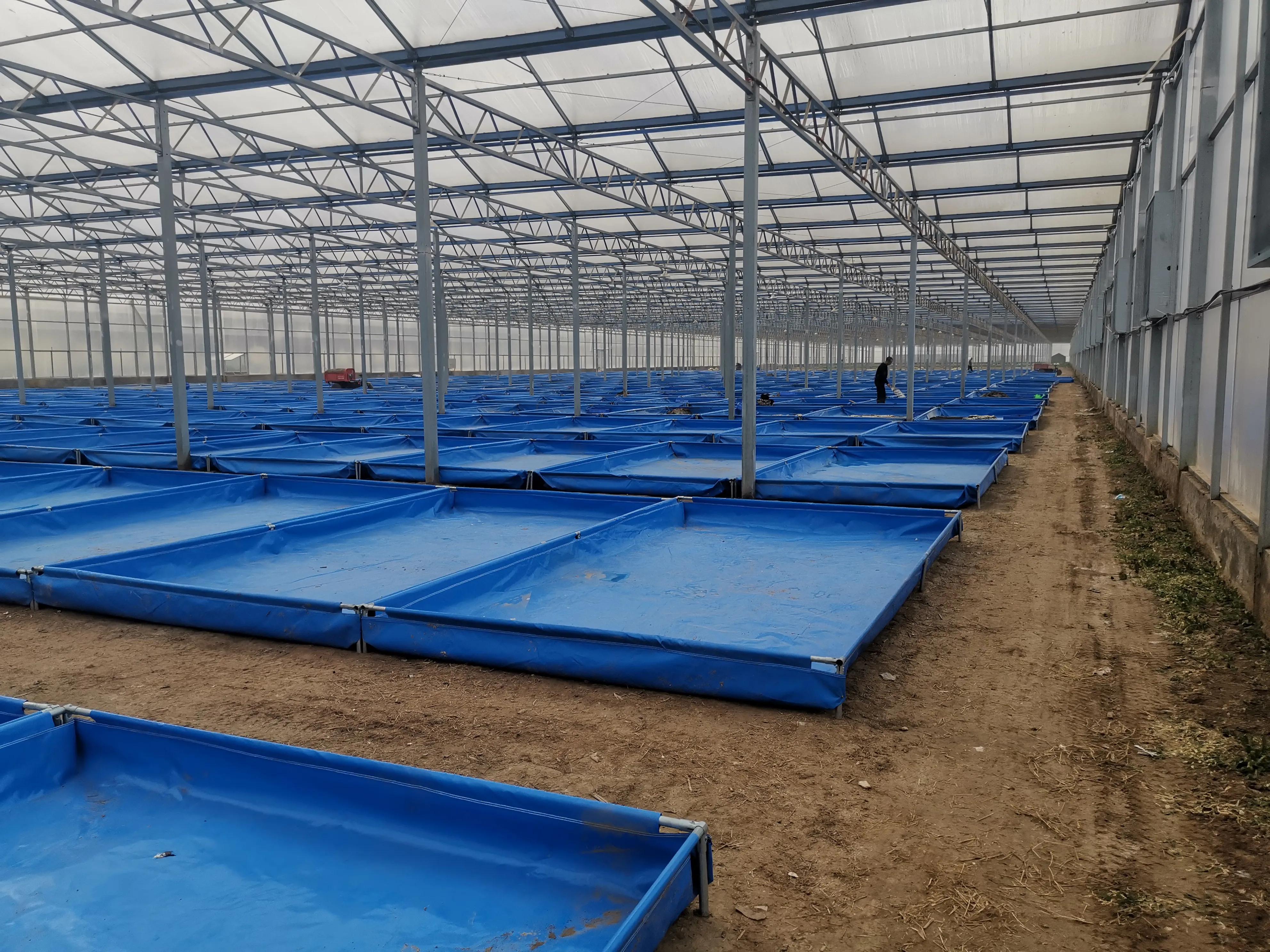 克迈拉黑水虻喂五黑鸡,克迈拉黑水虻与芦丁鸡