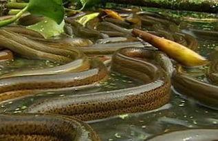 手把手教你钓黄鳝,怎样学习黄鳝养殖技术