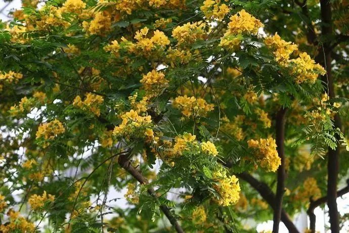 看到花的时候,不知是什么花?那就收下这份百花图谱