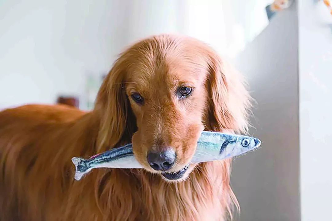 鱼油三大坑,警惕鱼油的三大误区