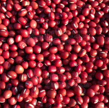 老中医可以给孩子起名吗,用中药名字给孩子取名可以吗