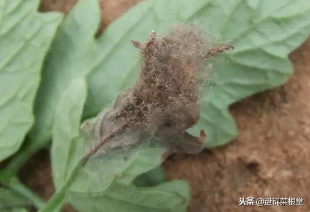 番茄灰霉病控制住,灰霉病番茄能吃吗