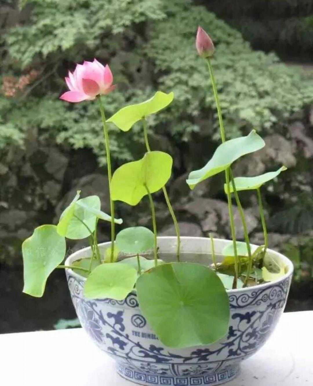 碗莲水培植物,碗莲植物