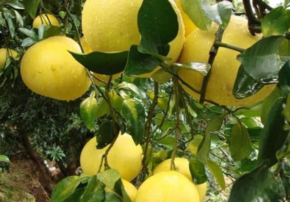 柚子的种植条件和时间,如何种植的柚子更甜水分多
