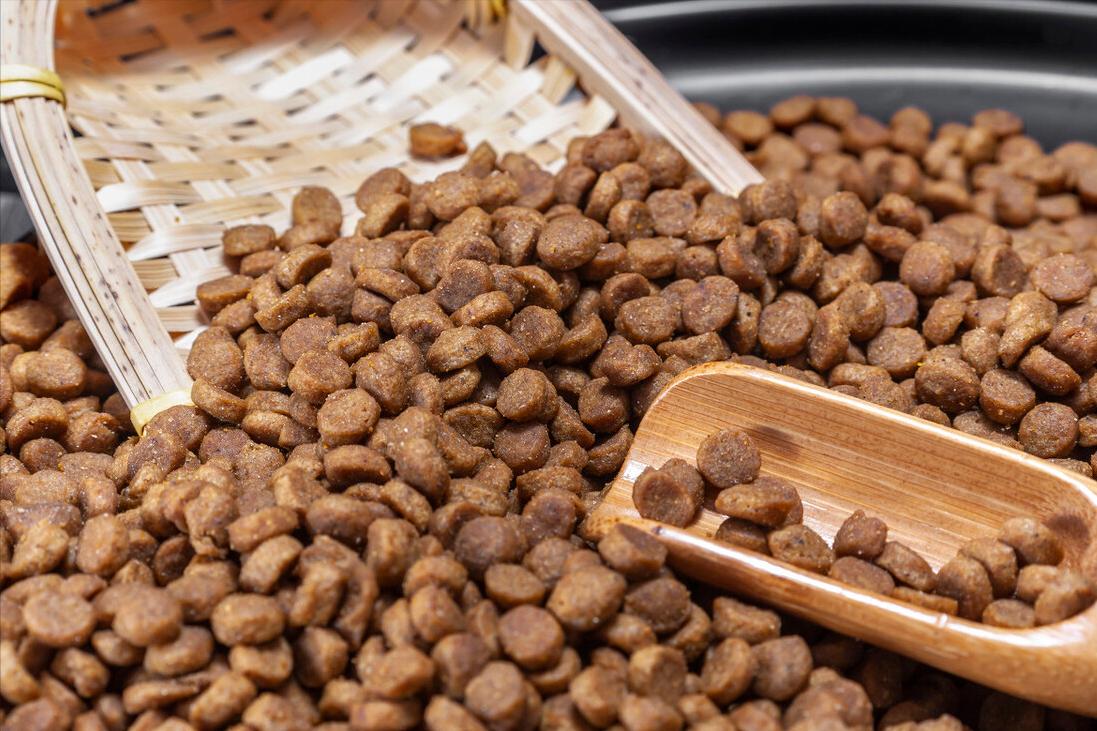 养泰迪不能吃的五大禁忌,养泰迪不给吃狗粮