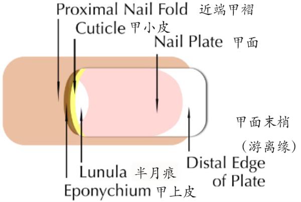 怎样保养指甲？看完这篇，纤纤玉手不是梦