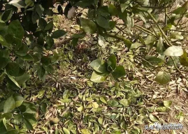 奶奶留下的种菜绝招,奶奶种植杏树的过程