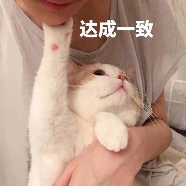 最适合新手养的猫咪性价比高,最好养的十大猫咪排行