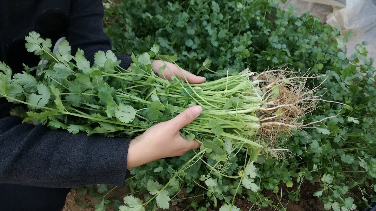 青菜里面种什么菜不长虫子,什么青菜好种又不容易长虫