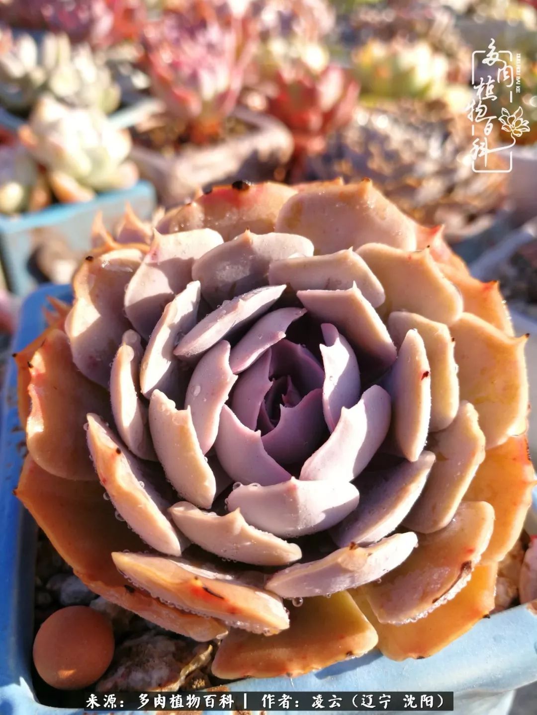 秋闲赏多肉,话育儿,亲生的自家娃,总有一刻让你怦然心动