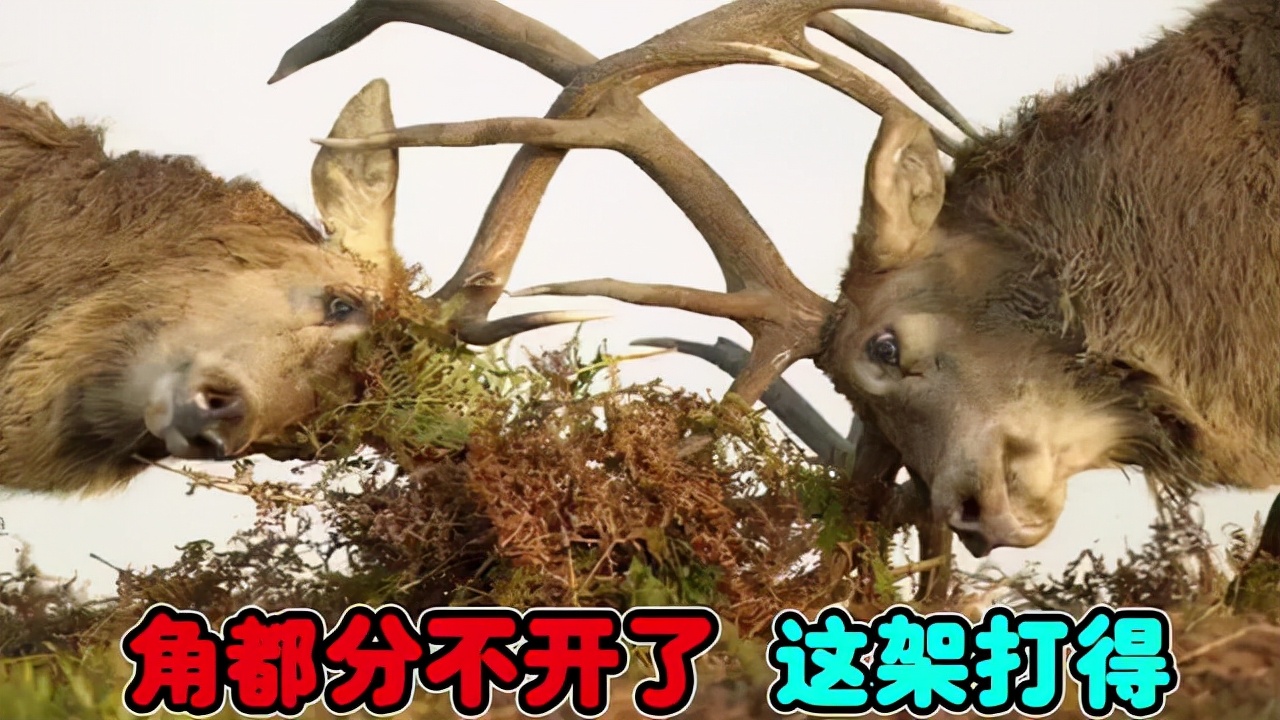 鹿角会自然脱落为什么还要割鹿角,你知道为啥只割鹿茸不捡鹿角