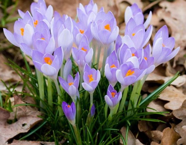 藏红花有开黄色的花吗,藏红花开花特点有哪些图片