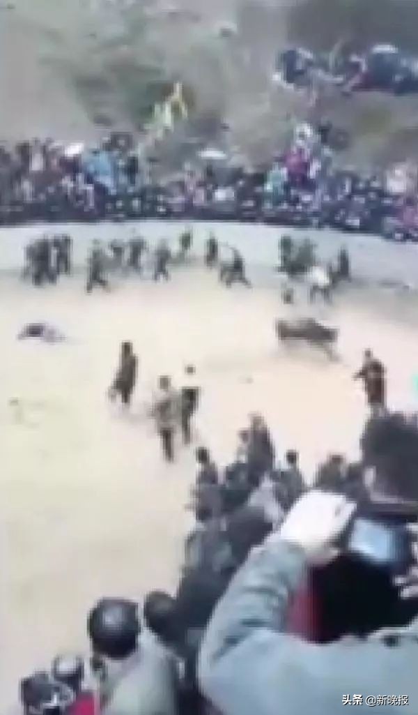 贵州一男子给斗牛喂酒壮胆,斗牛给牛喝酒