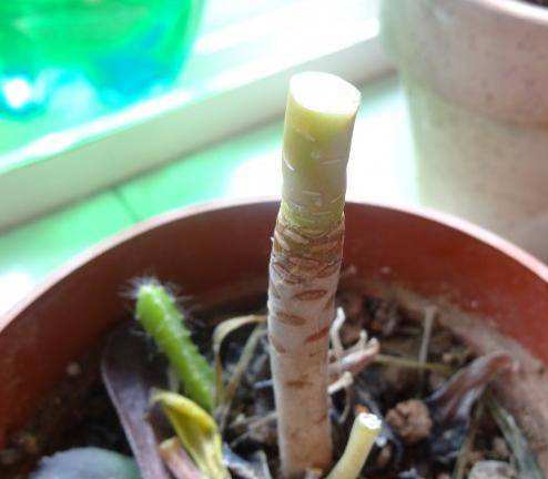 多肉砍头后爆头怎么处理,多肉砍头后怎么才能长出小头