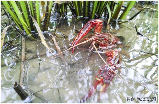 你以为都是旱地的河南，却藏着一座鱼米之乡，小龙虾更是一绝