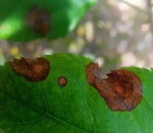 苹果树病虫害防治视频,苹果树病虫害全年防治大全