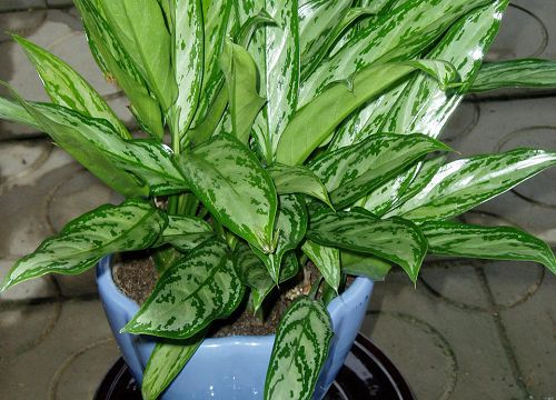 吸甲醛最好的四种植物,吸甲醛最好的植物