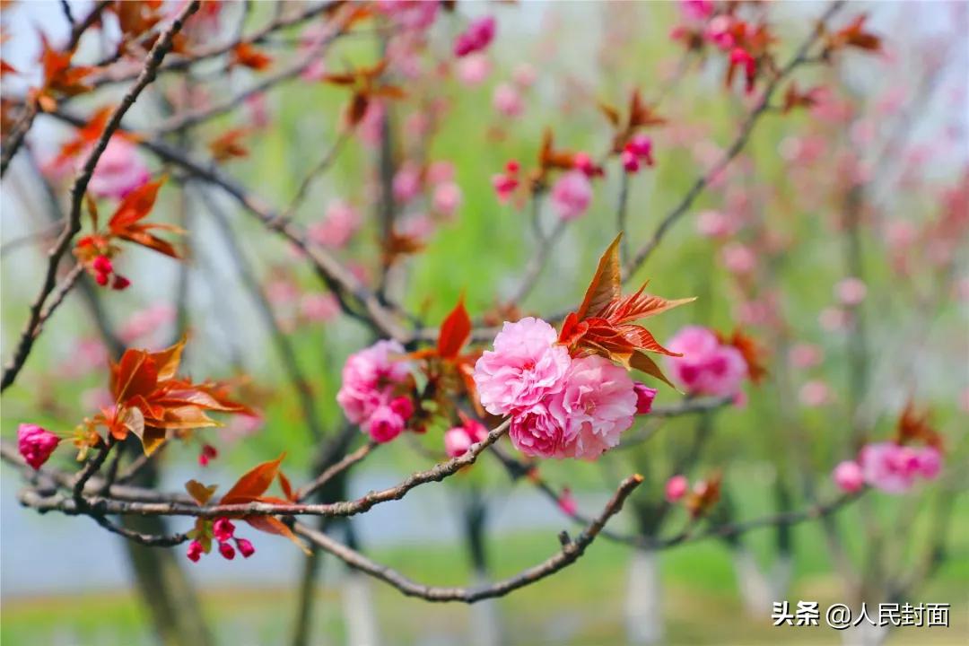 太湖骑行步道,无锡太湖骑行绿道