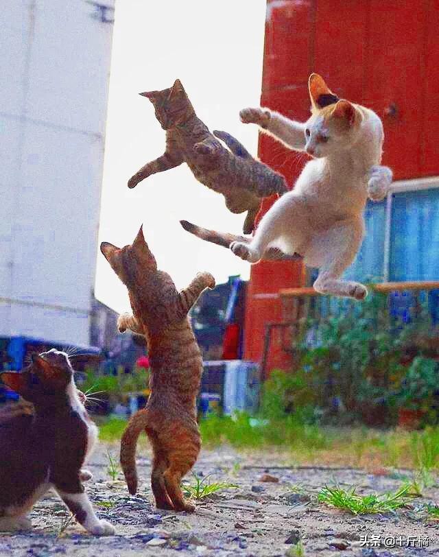 舞痴猫咪：每一个不曾起舞的日子，都是对生命的辜负！