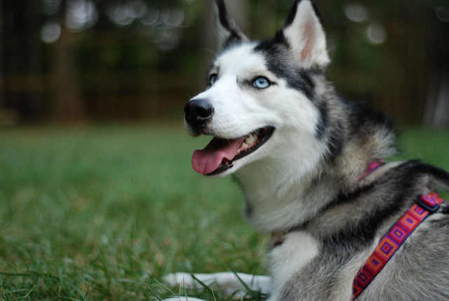 最漂亮的优秀工作犬是什么犬,最适合新手养的狗狗工作犬