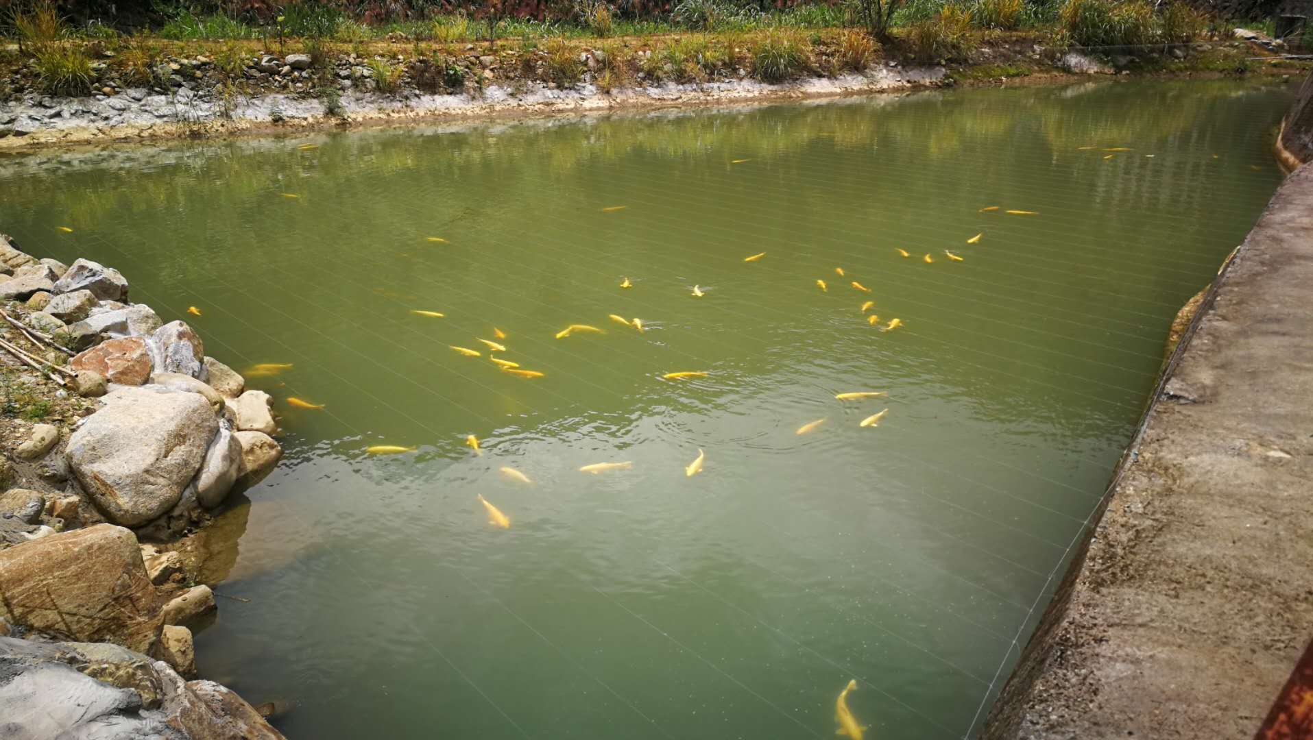 锦鲤池暴雨后变浑怎么办,锦鲤池突然降温怎么处理