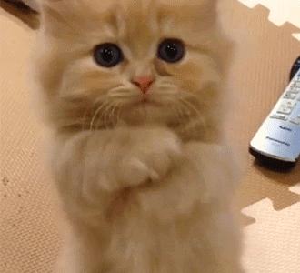 中国的田园犬有多聪明,田园猫的身体素质有多强