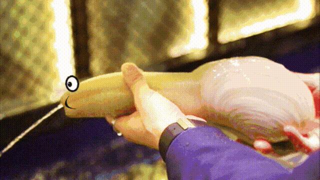 海鲜蛤蜊与蛤蜊区分,蛏子与小人蚬的区别