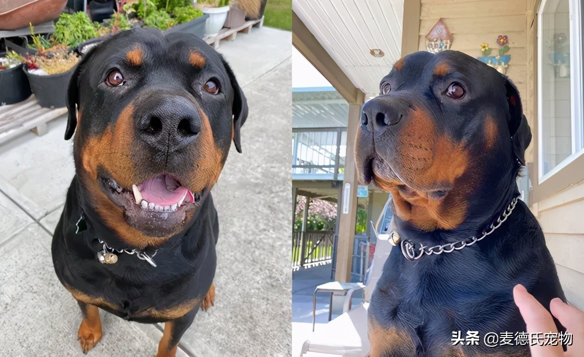 “求助！车窗玻璃被狗磕碎了...保险赔吗？”