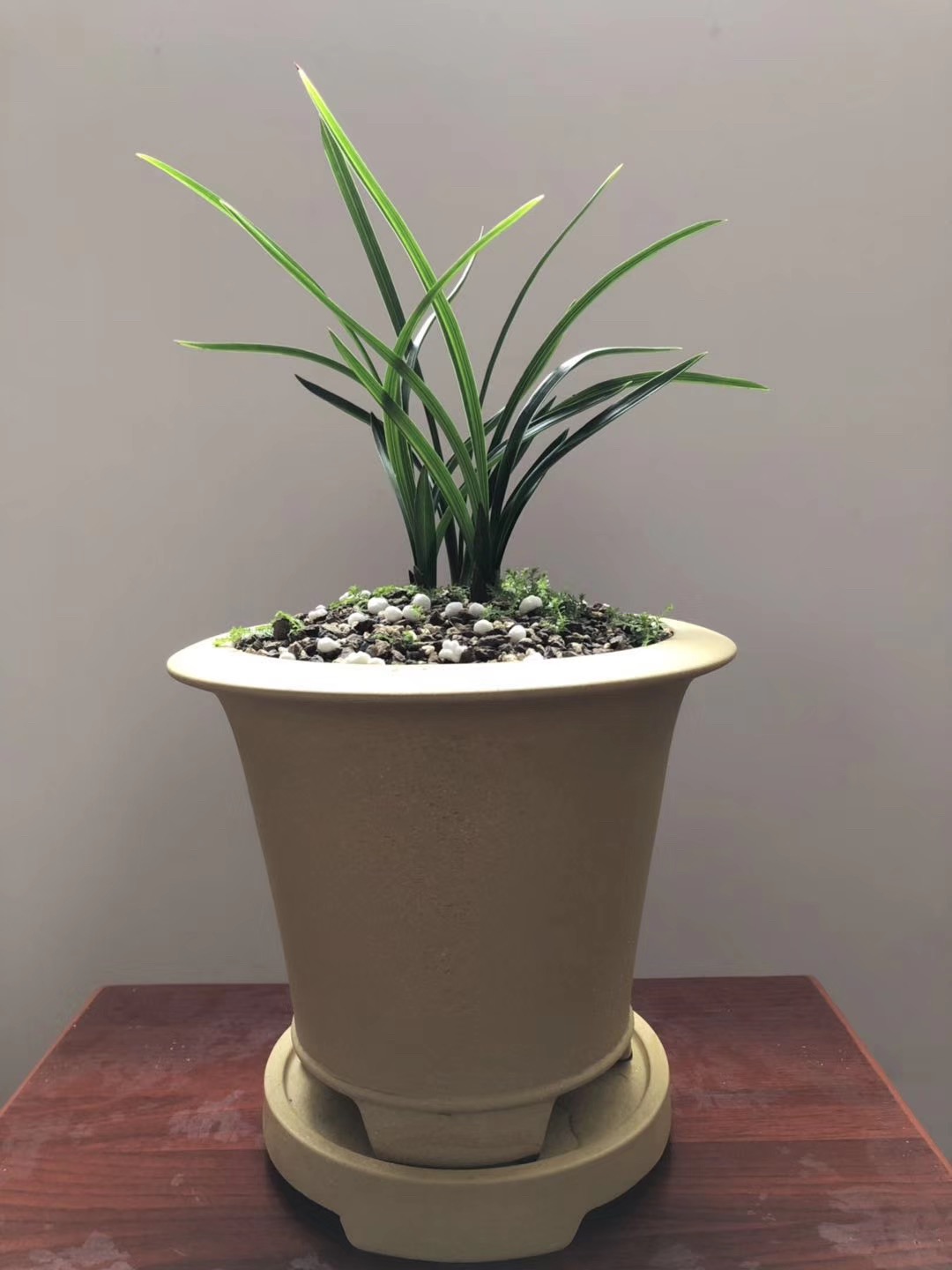 怎样判断兰花花苞僵苞,为防止兰花花苞消苞可以套袋吗