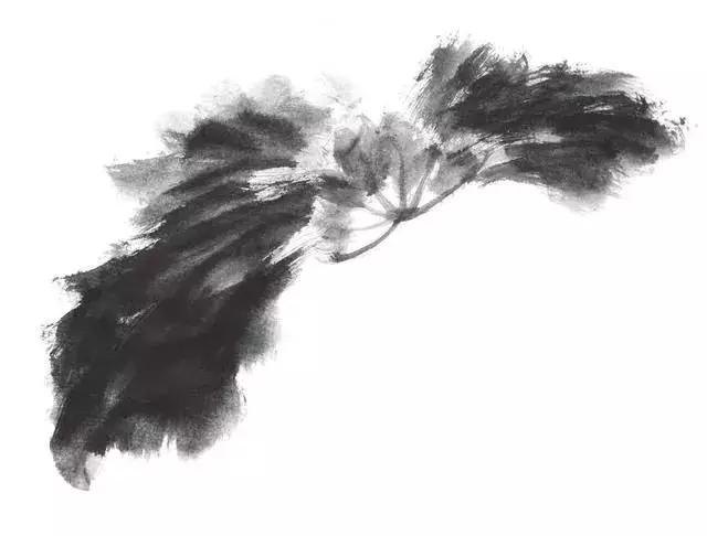 白描荷花的画法图片,如何画荷花国画白描