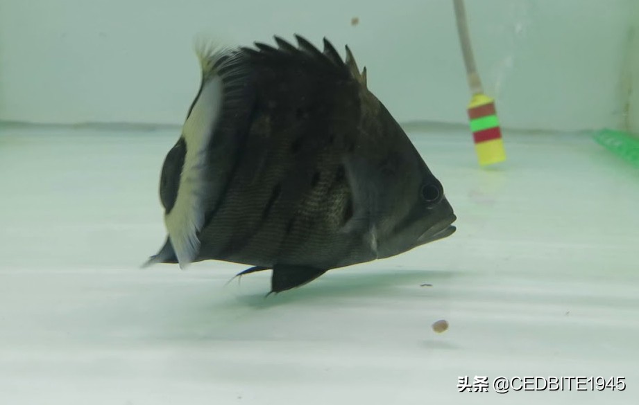 如何驯养黑猪视频,虎鱼怎么饲养才会变黄